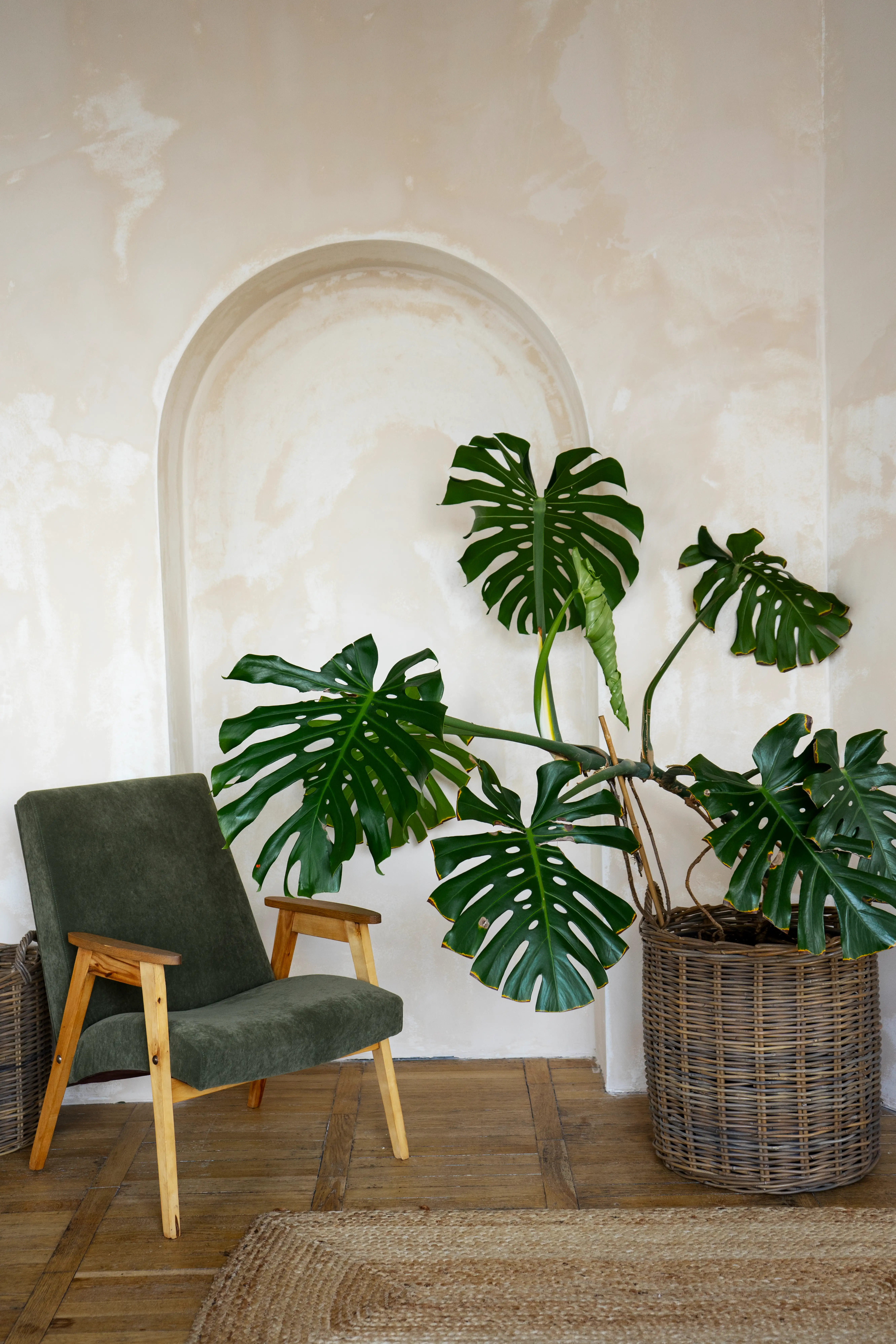 Interior decor with potted monstera
